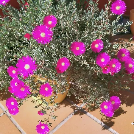 Villa Casa De Sunny *