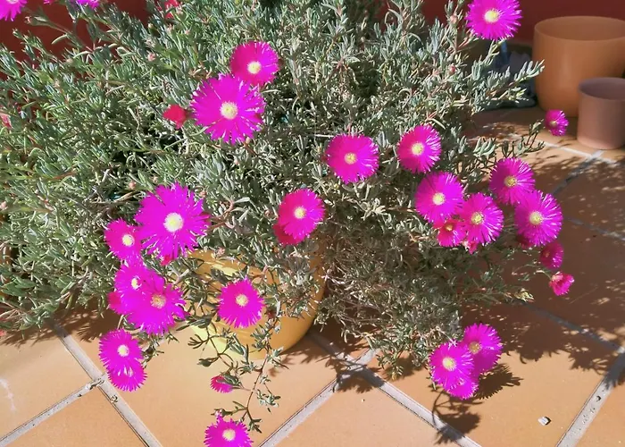 ヴィラ Casa De Sunny *